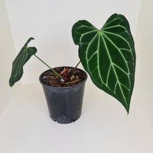 Load image into Gallery viewer, Large Anthurium Magnificum Hybrid - Well rooted/establish tip cutting