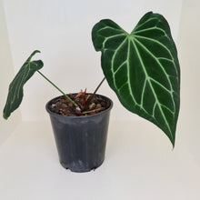 Load image into Gallery viewer, Large Anthurium Magnificum Hybrid - Well rooted/establish tip cutting