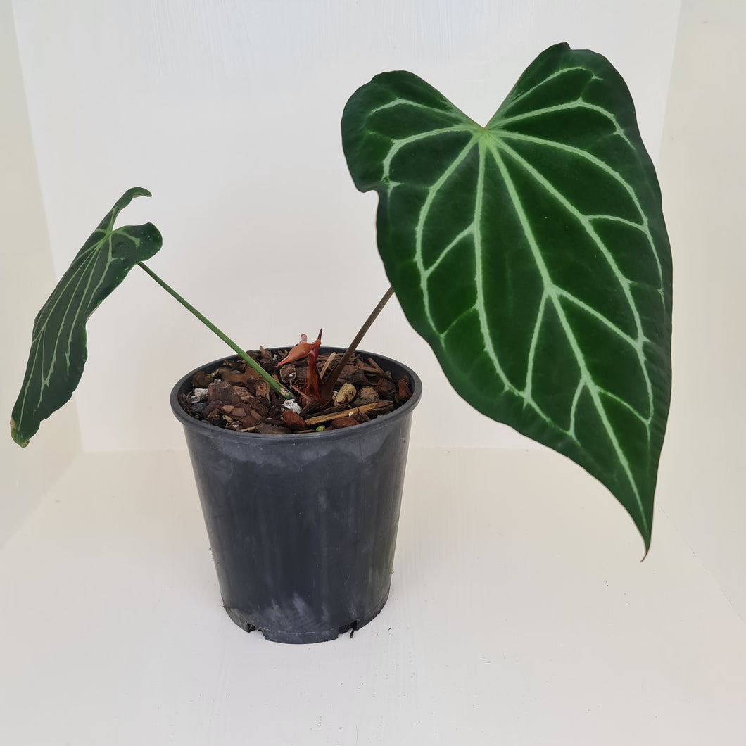 Large Anthurium Magnificum Hybrid - Well rooted/establish tip cutting