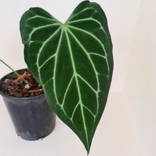 Load image into Gallery viewer, Large Anthurium Magnificum Hybrid - Well rooted/establish tip cutting