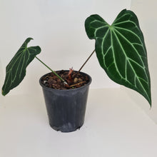 Load image into Gallery viewer, Large Anthurium Magnificum Hybrid - Well rooted/establish tip cutting