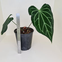 Load image into Gallery viewer, Large Anthurium Magnificum Hybrid - Well rooted/establish tip cutting