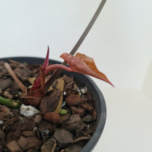Load image into Gallery viewer, Large Anthurium Magnificum Hybrid - Well rooted/establish tip cutting