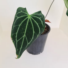 Load image into Gallery viewer, Large Anthurium Magnificum Hybrid - Well rooted/establish tip cutting