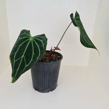 Load image into Gallery viewer, Large Anthurium Magnificum Hybrid - Well rooted/establish tip cutting