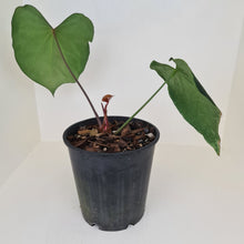 Load image into Gallery viewer, Large Anthurium Magnificum Hybrid - Well rooted/establish tip cutting
