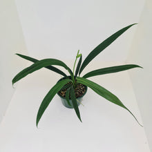Load image into Gallery viewer, Anthurium Bakeri