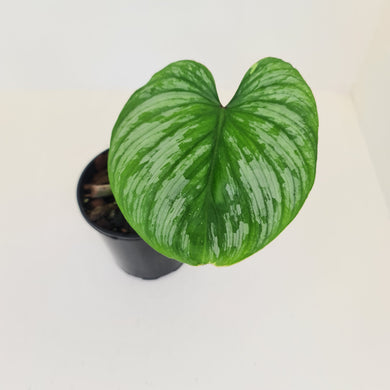 Philodendron Silver Cloud - Well rooted/established cutting