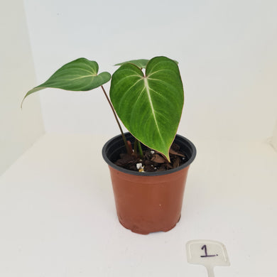 #1 Philodendron Gloriosum