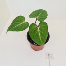 Load image into Gallery viewer, #1 Philodendron Gloriosum