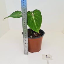 Load image into Gallery viewer, #1 Philodendron Gloriosum