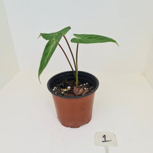 Load image into Gallery viewer, #1 Philodendron Gloriosum