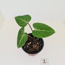 Load image into Gallery viewer, #1 Philodendron Gloriosum