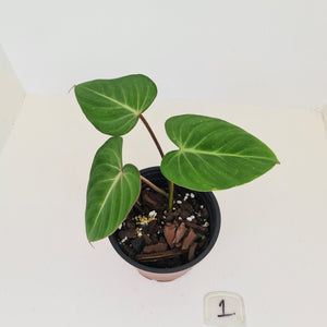 #1 Philodendron Gloriosum