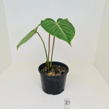 Load image into Gallery viewer, #2 Philodendron Gloriosum