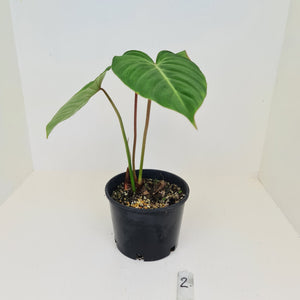 #2 Philodendron Gloriosum