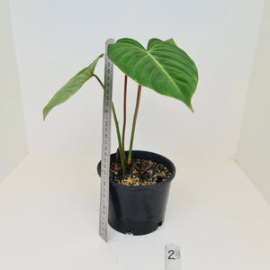 #2 Philodendron Gloriosum