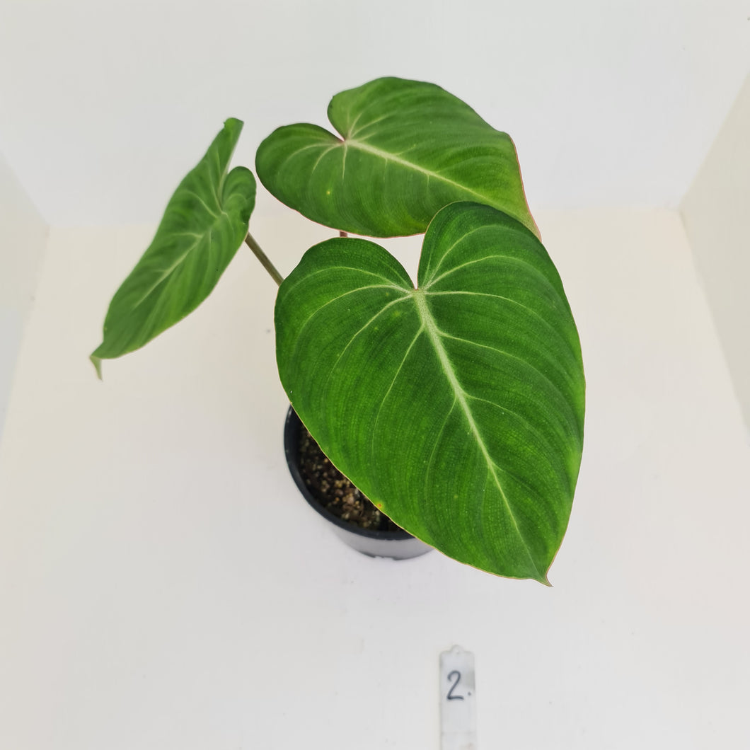 #2 Philodendron Gloriosum