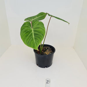 #2 Philodendron Gloriosum