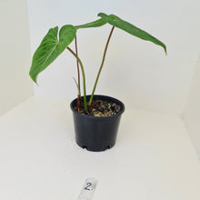 Load image into Gallery viewer, #2 Philodendron Gloriosum