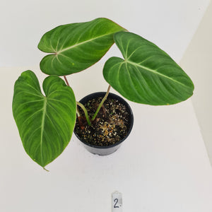 #2 Philodendron Gloriosum