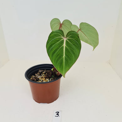 #3 Philodendron Gloriosum