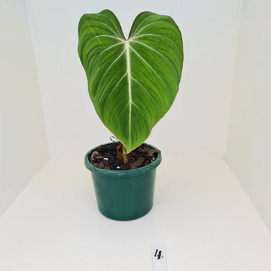 #4 Philodendron Gloriosum