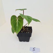 Load image into Gallery viewer, #5 Philodendron Gloriosum