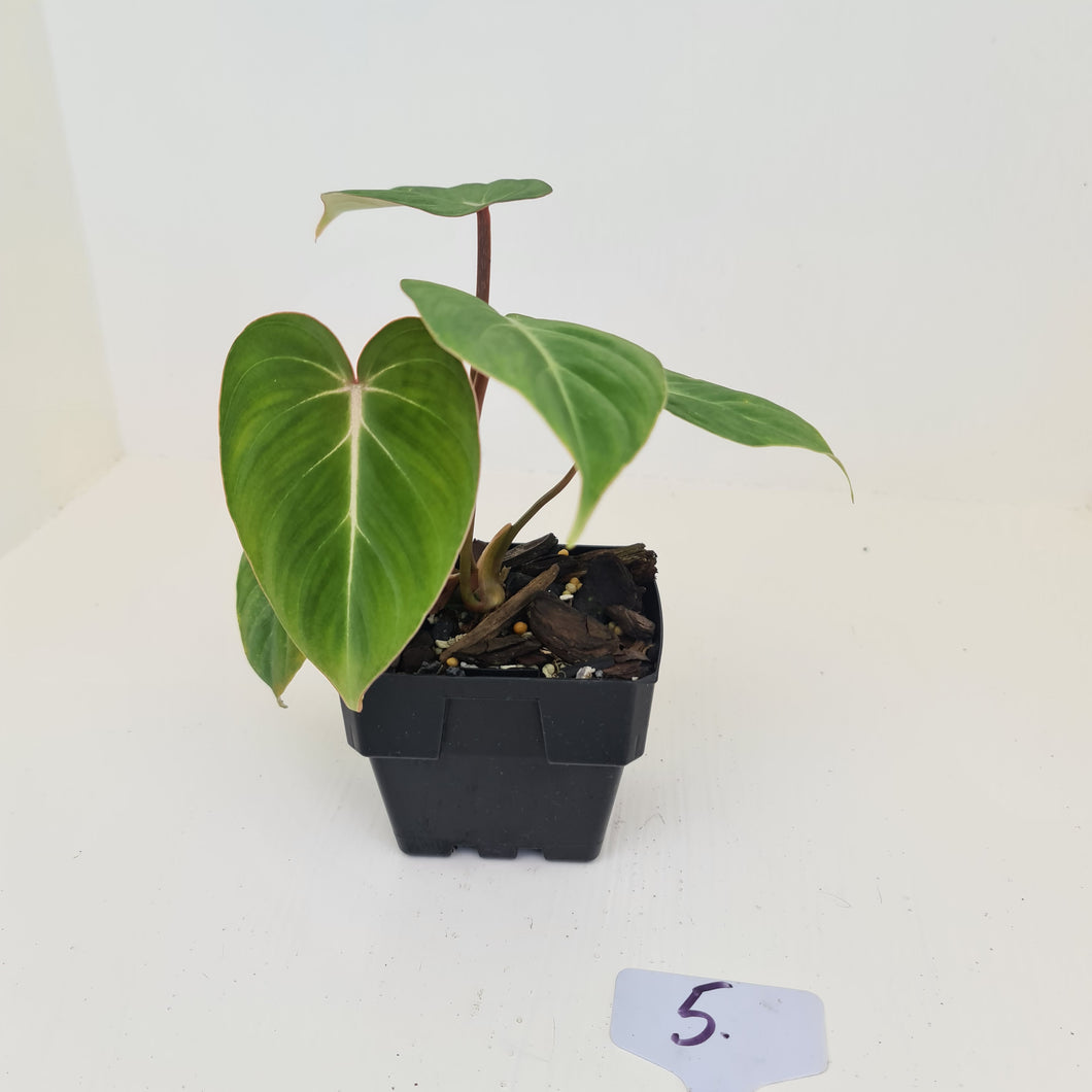 #5 Philodendron Gloriosum