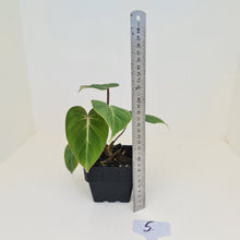 Load image into Gallery viewer, #5 Philodendron Gloriosum