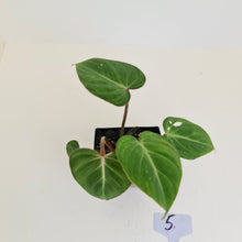 Load image into Gallery viewer, #5 Philodendron Gloriosum
