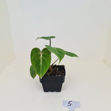 Load image into Gallery viewer, #5 Philodendron Gloriosum
