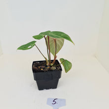 Load image into Gallery viewer, #5 Philodendron Gloriosum