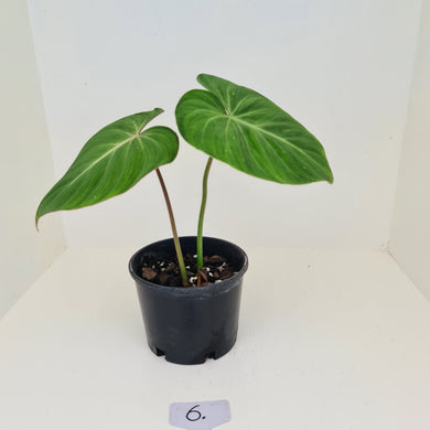 #6 Philodendron Gloriosum
