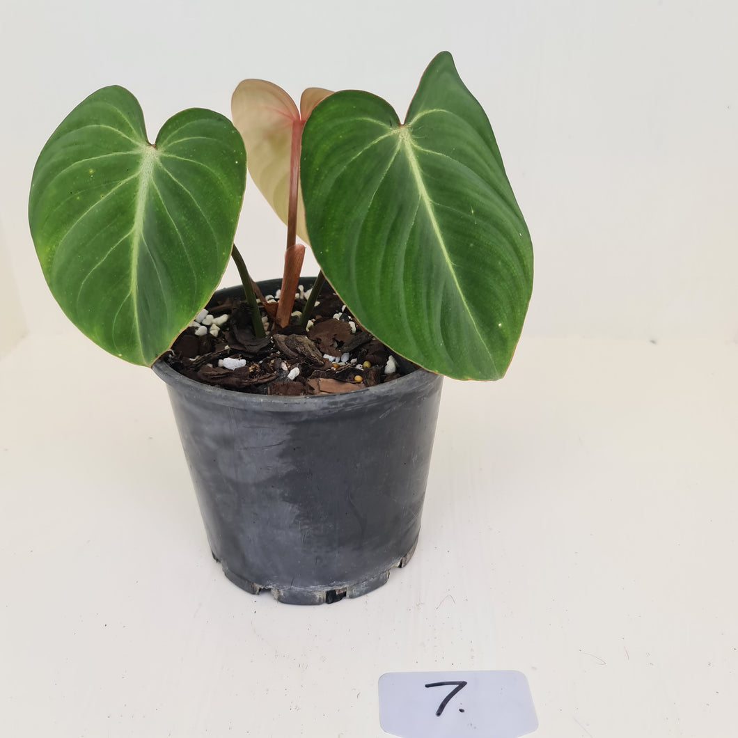 #7 Philodendron Gloriosum