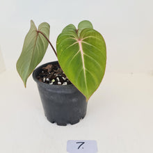Load image into Gallery viewer, #7 Philodendron Gloriosum