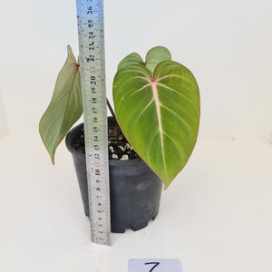 #7 Philodendron Gloriosum