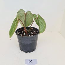 Load image into Gallery viewer, #7 Philodendron Gloriosum