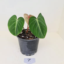 Load image into Gallery viewer, #7 Philodendron Gloriosum