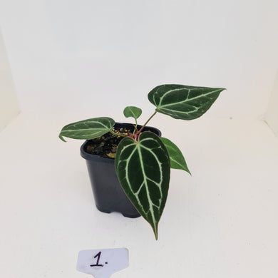 #1 Anthurium Crystallinum Hybrid
