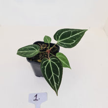 Load image into Gallery viewer, #1 Anthurium Crystallinum Hybrid