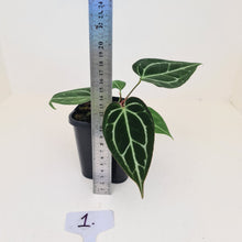 Load image into Gallery viewer, #1 Anthurium Crystallinum Hybrid