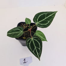 Load image into Gallery viewer, #1 Anthurium Crystallinum Hybrid