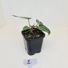 Load image into Gallery viewer, #1 Anthurium Crystallinum Hybrid