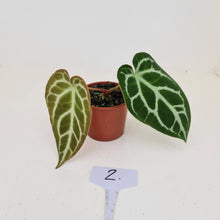 Load image into Gallery viewer, #2 Anthurium Crystallinum Hybrid