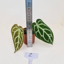 Load image into Gallery viewer, #2 Anthurium Crystallinum Hybrid