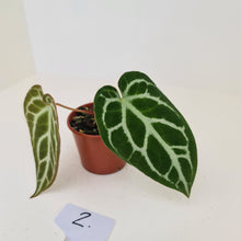 Load image into Gallery viewer, #2 Anthurium Crystallinum Hybrid