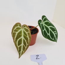 Load image into Gallery viewer, #2 Anthurium Crystallinum Hybrid