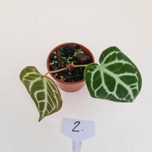 Load image into Gallery viewer, #2 Anthurium Crystallinum Hybrid