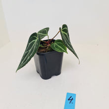 Load image into Gallery viewer, #4 Anthurium Crystallinum Hybrid